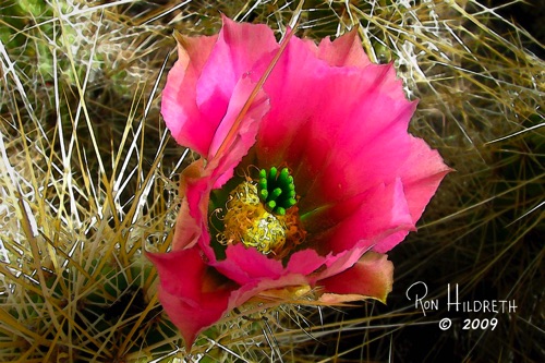 Desert Flower 1